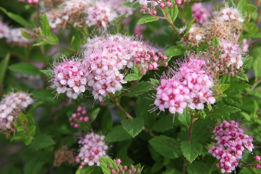 [SJLPR30C3] SPIRAEA JAPONICA 'LITTLE PRINCESS' (Pot 3 liter, 30-40 cm)