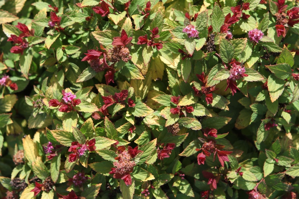 SPIRAEA JAPONICA MAGIC CARPET