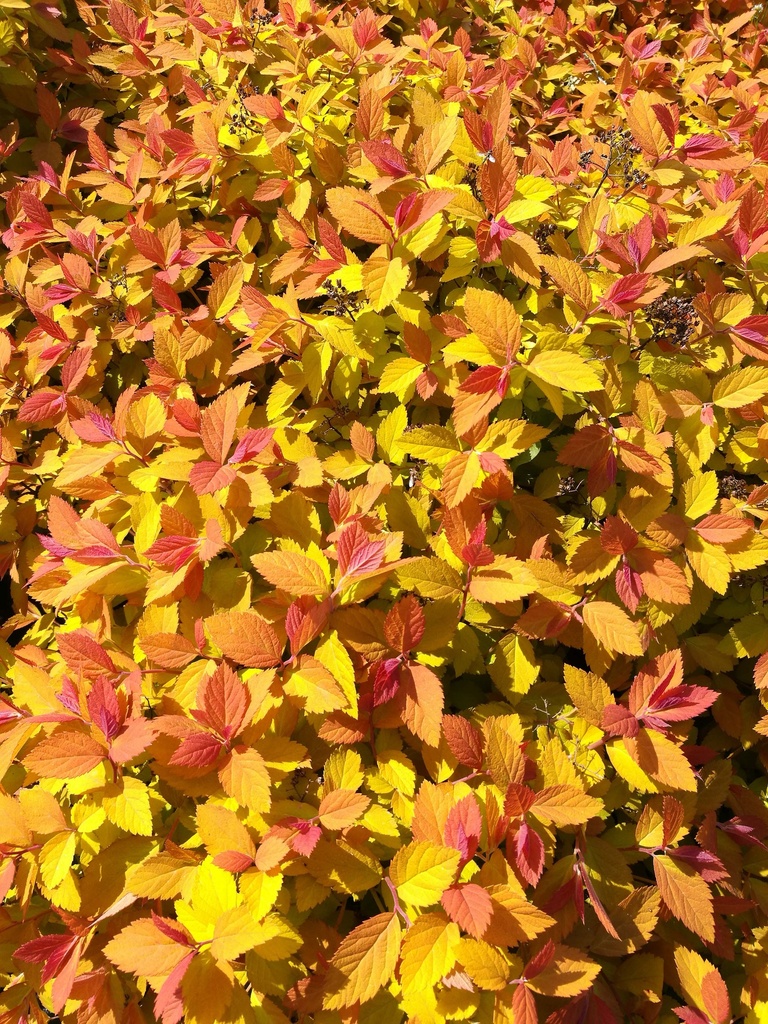 [SJDPBBA40C3] SPIRAEA JAPONICA PROVEN WINNERS® DOUBLE PLAY® BIG BANG (Pot 3 liter, 40-50 cm)
