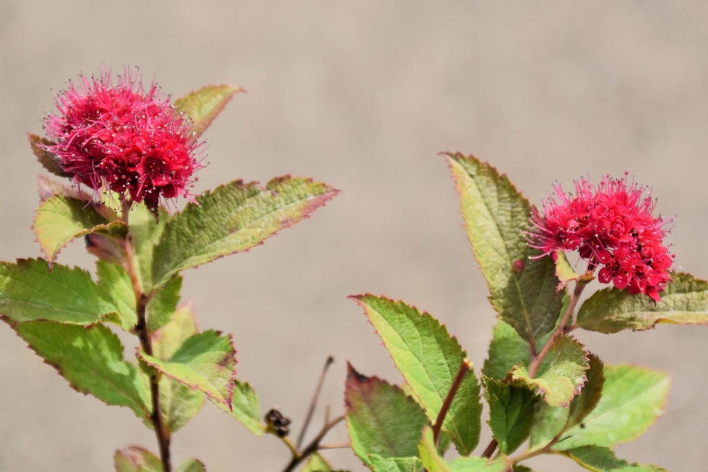 [xx] SPIRAEA JAPONICA PROVEN WINNERS® DOUBLE PLAY® DOOZIE (Pot 3 litres, 25-30 cm)