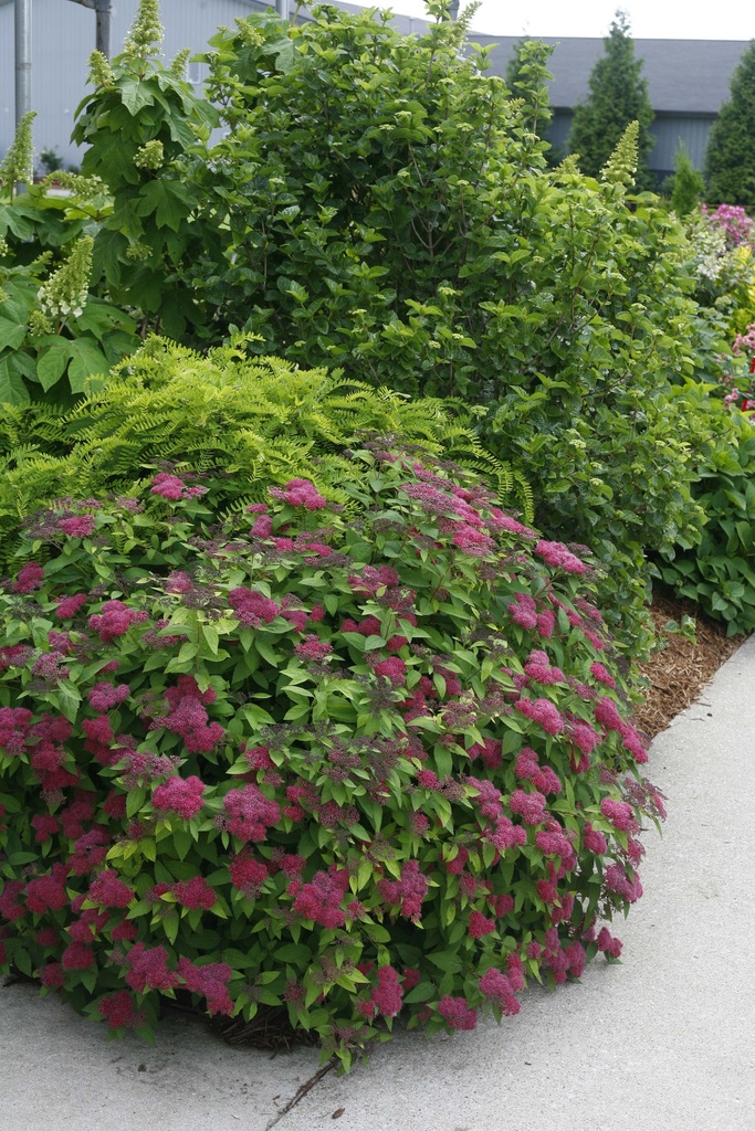 [xx] SPIRAEA JAPONICA PROVEN WINNERS® DOUBLE PLAY® RED (Pot 3 litres, 30-40 cm)