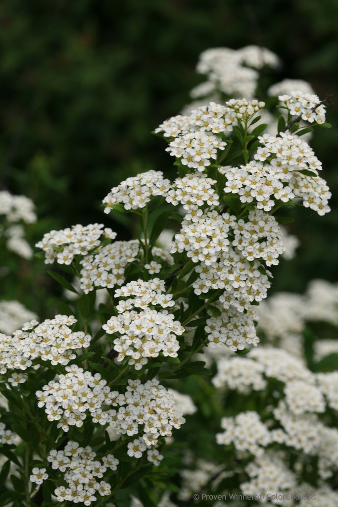 SPIRAEA NIPPONICA PROVEN WINNERS® WEDDING CAKE