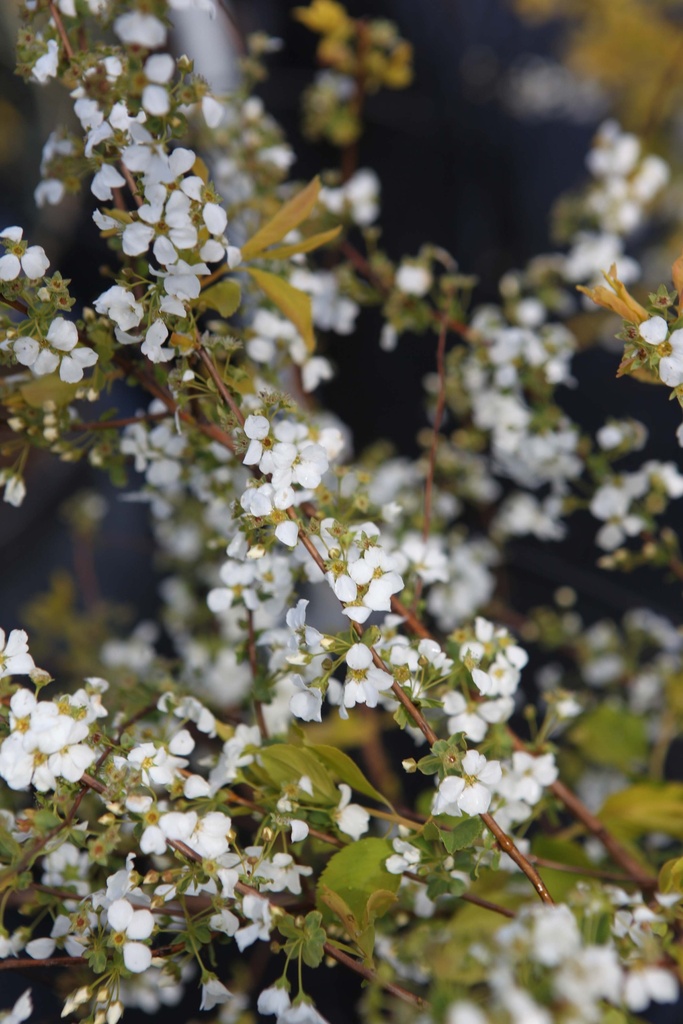 [xx] SPIRAEA PRUNIFOLIA GOLDFIRE (Pot 3 liter, 25-30 cm)