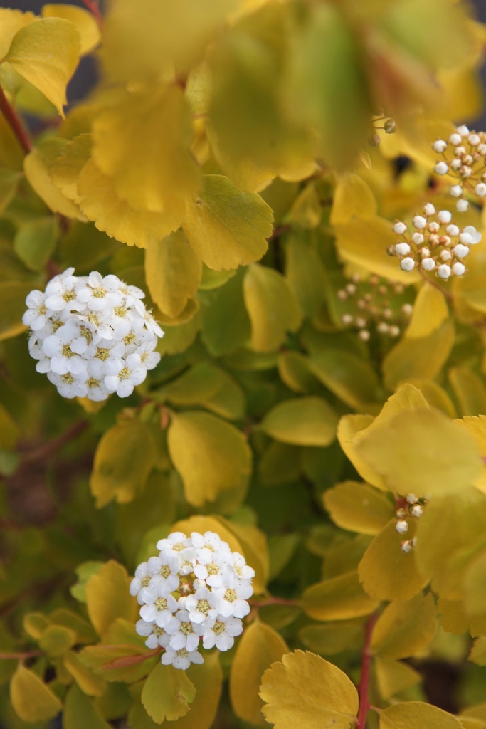 [xx] SPIRAEA VANHOUTTEI 'GOLD FOUNTAIN' (Pot 3 liter, 40-50 cm)