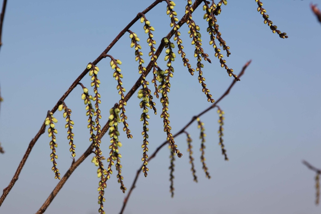 [xx] STACHYURUS CHINENSIS 'CELINA' (Pot 3 litres, 40-50 cm)