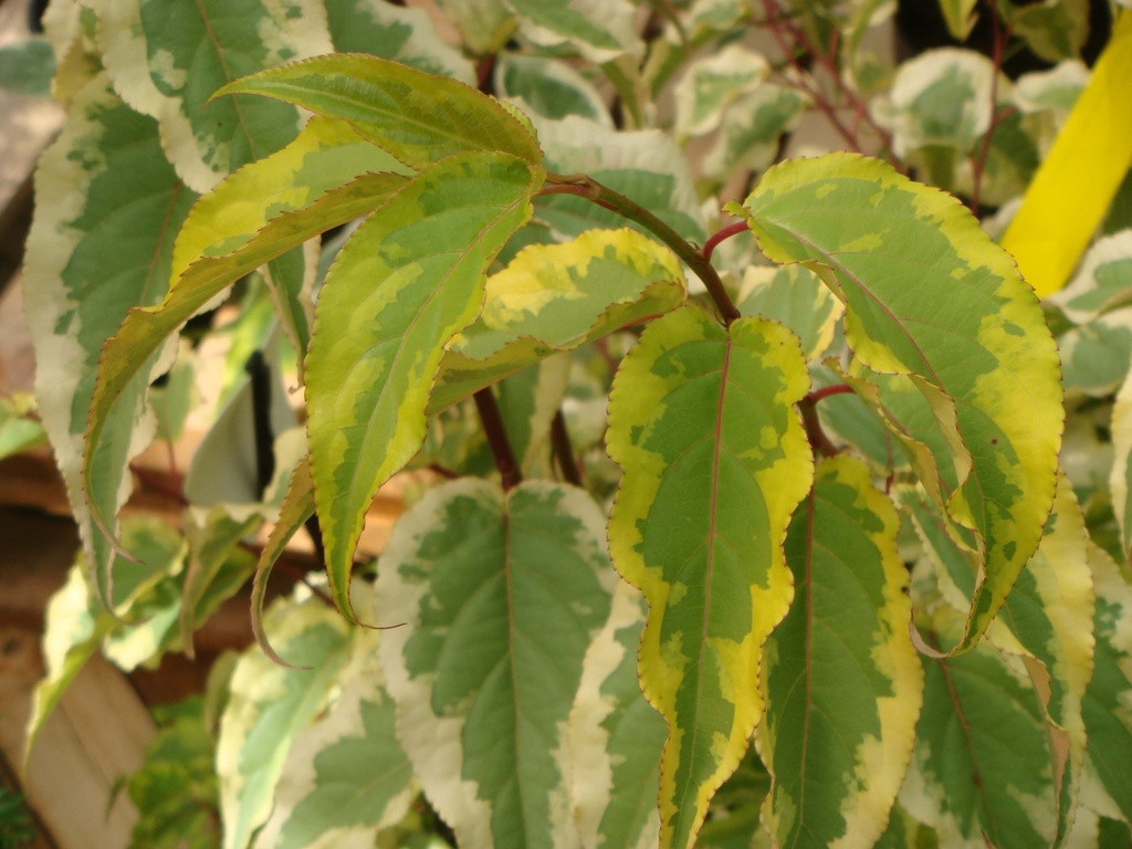 [xx] STACHYURUS CHINENSIS 'JOY FOREVER' (Pot 3 liter, 40-50 cm)