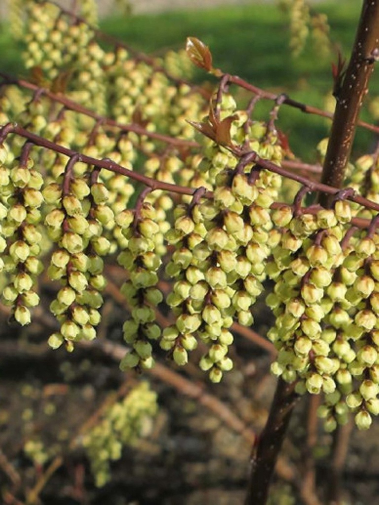 [xx] STACHYURUS CHINENSIS 'SILBERSCHWEIF' (Pot 5 litres, 50-60 cm)