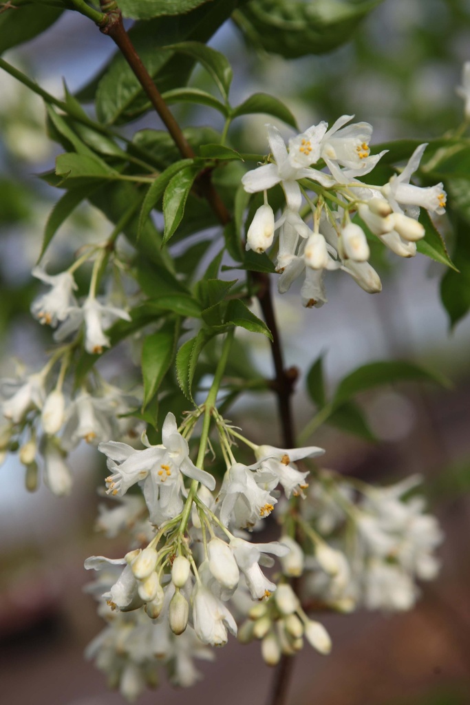 STAPHYLEA COLCHICA