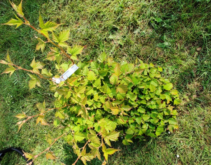 [STA3] STEPHANANDRA TANAKAE (Pot 3 litres, 40-50 cm)