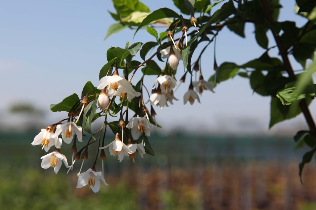 STYRAX JAPONICA