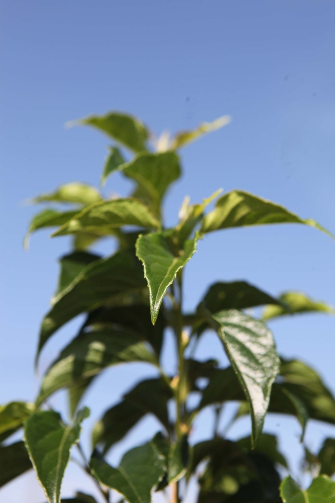 [xx] STYRAX JAPONICUS 'SNOWCONE' (Pot, 100-125 cm)
