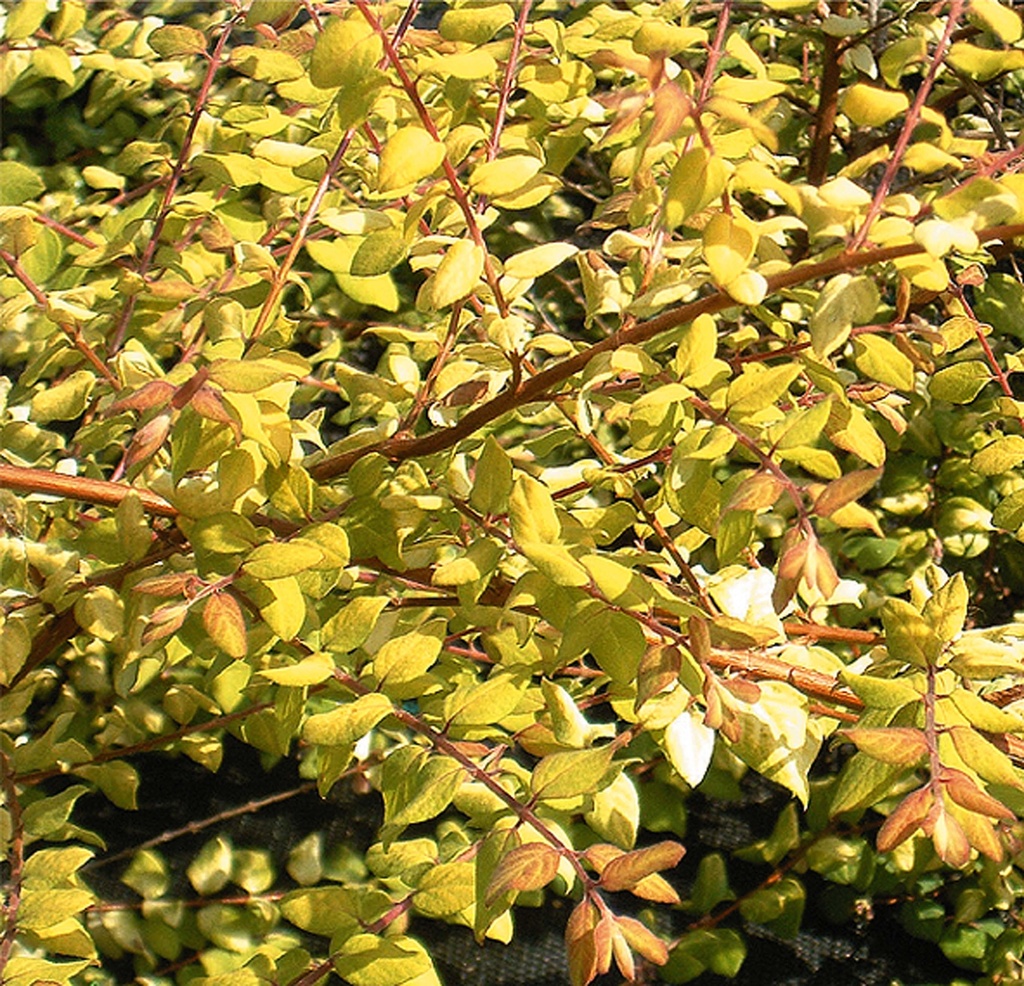 [xx] SYMPHORICARPOS CHENAULTII 'BRAIN DE SOLEIL' (Pot 3 liter, 30-40 cm)
