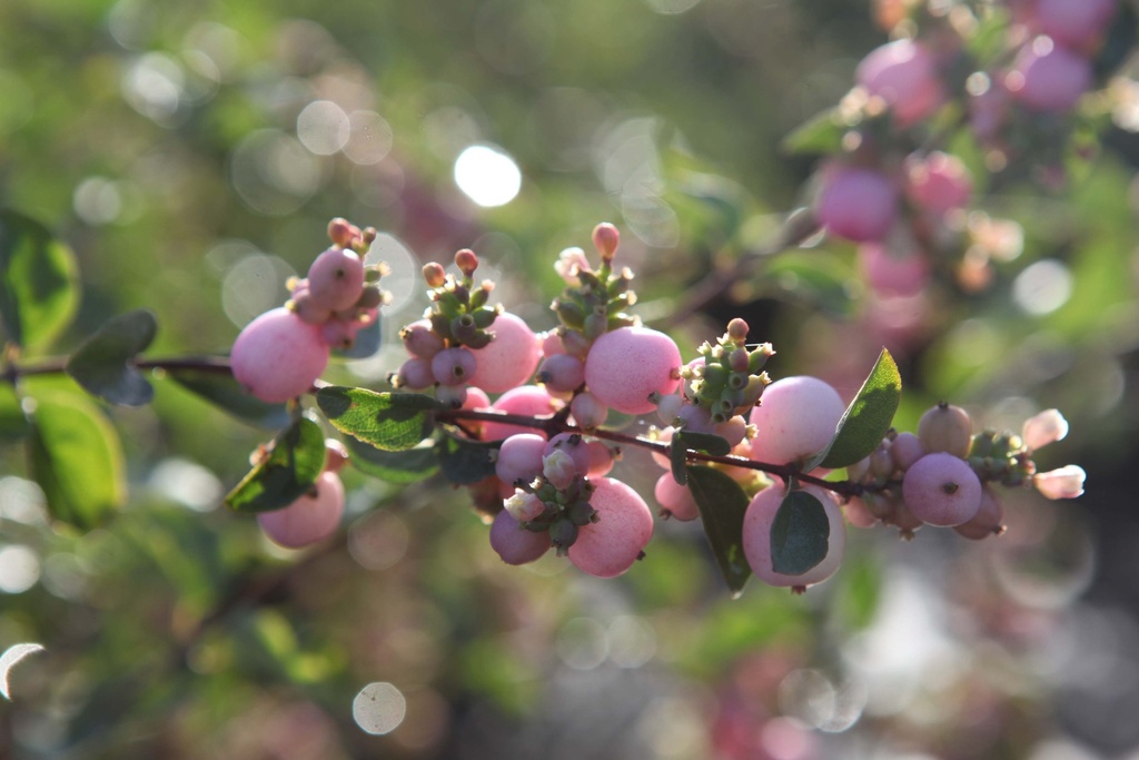 SYMPHORICARPOS DOORENBOSII 'AMETHYST®'