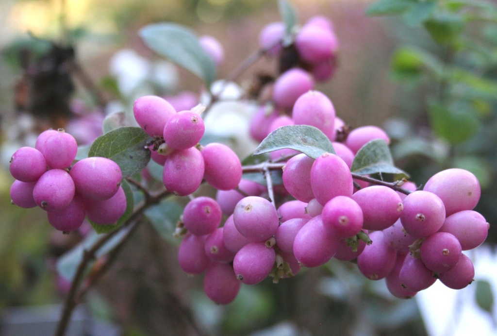 SYMPHORICARPOS MAGICAL® CANDY