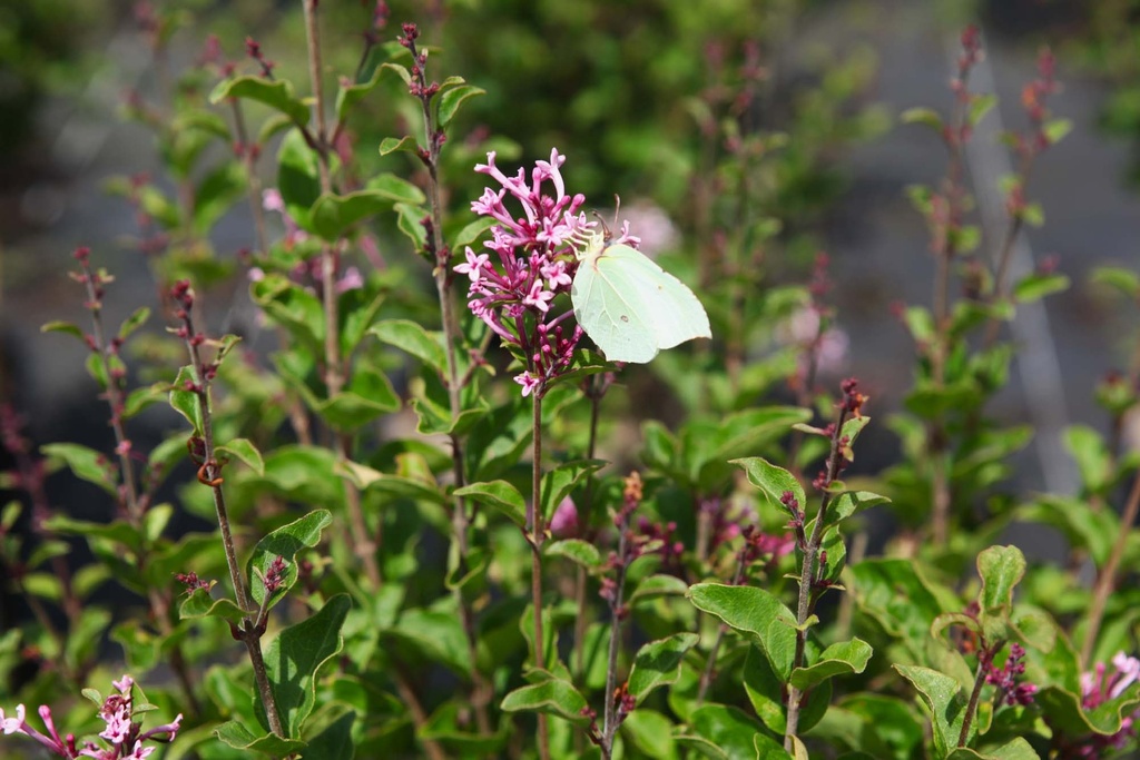 [xx] SYRINGA BLOOMERANG® 'PINK PERFUME' (Pot 3 litres, 30-40 cm)