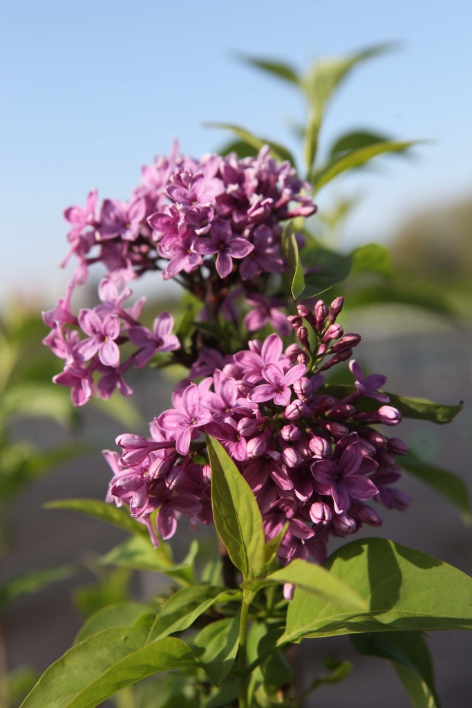 [xx] SYRINGA CHINENSIS 'SAUGEANA' (Pot 3 litres, 30-40 cm)