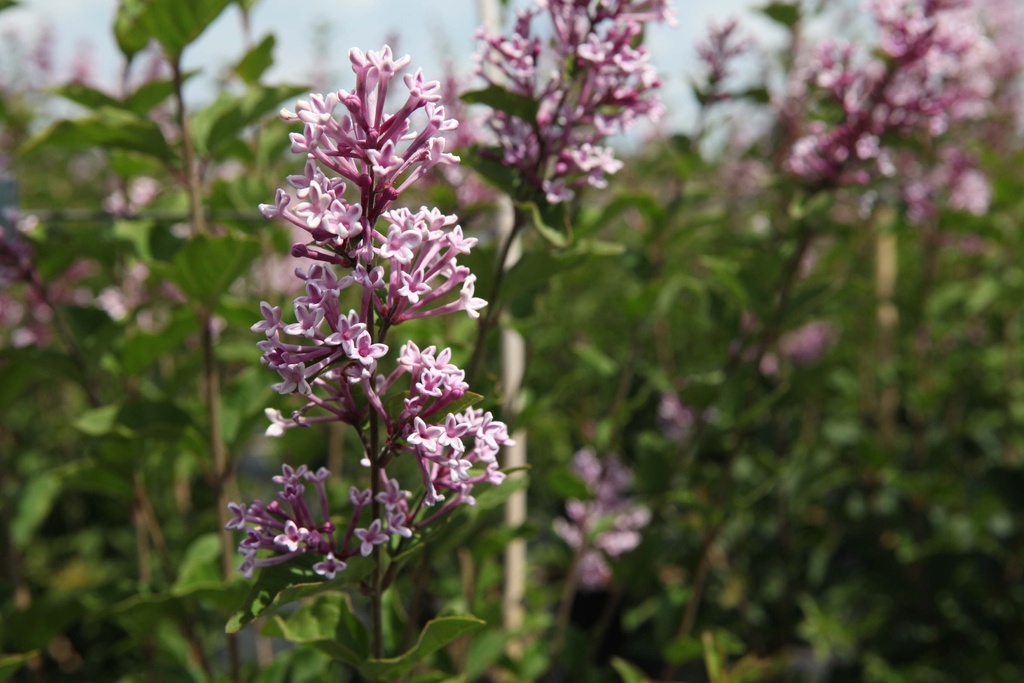 [SJO40C3] SYRINGA 'JOSÉE' (Pot 3 liter, 40-50 cm)