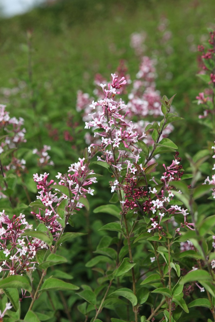 [SMSU60C3] SYRINGA MICROPHYLLA 'SUPERBA' (Pot 3 liter, 60-80 cm)