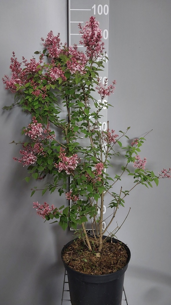 [SMSU60C3] SYRINGA MICROPHYLLA 'SUPERBA' (Pot 3 litres, 60-80 cm)