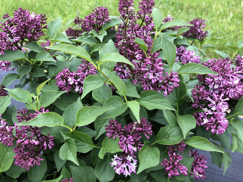 [SPWBKI30C3] SYRINGA PROVEN WINNERS® BABY KIM (Pot 3 litres, 30-40 cm)