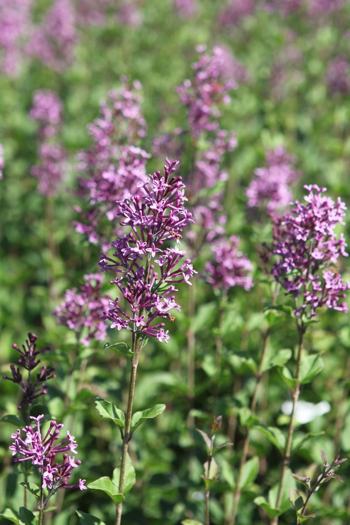 [SPWBDPU30C3] SYRINGA PROVEN WINNERS® BLOOMERANG DARK PURPLE (Pot 3 liter, 30-40 cm)