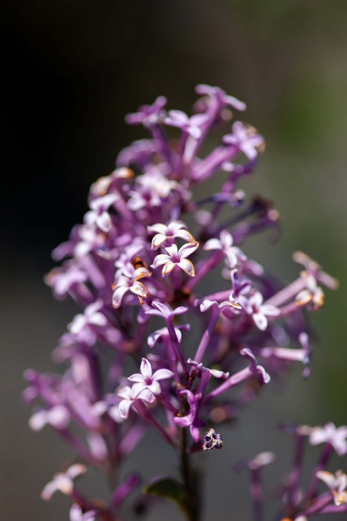 SYRINGA 'RED PIXIE'