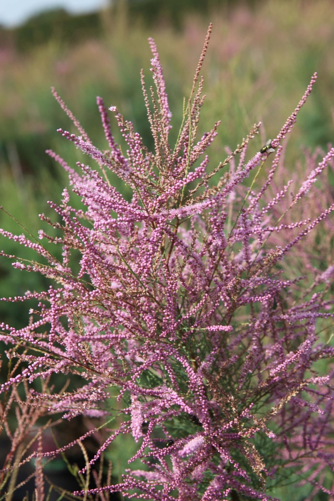 [TRRU60C3] TAMARIX RAMOSISSIMA 'RUBRA' (Pot 3 liter, 60-80 cm)