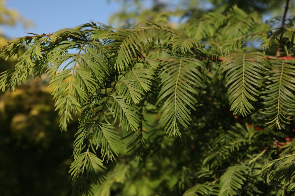 [TDI175] TAXODIUM DISTICHUM (Pot, 175-200 cm)