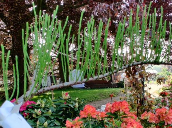 [TDNU125] TAXODIUM DISTICHUM 'NUTANS' (125-150 cm)