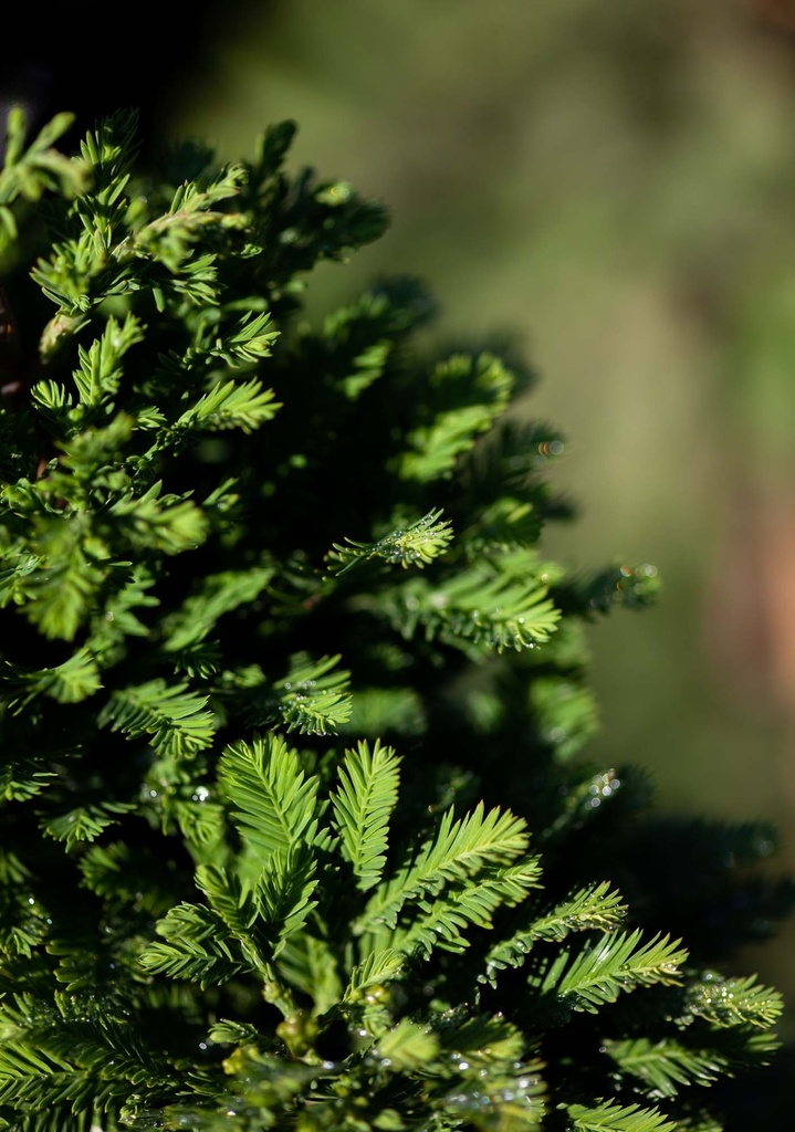 [xx] TAXODIUM DISTICHUM 'PEVÉ MINARET' (Pot, 80-100 cm)