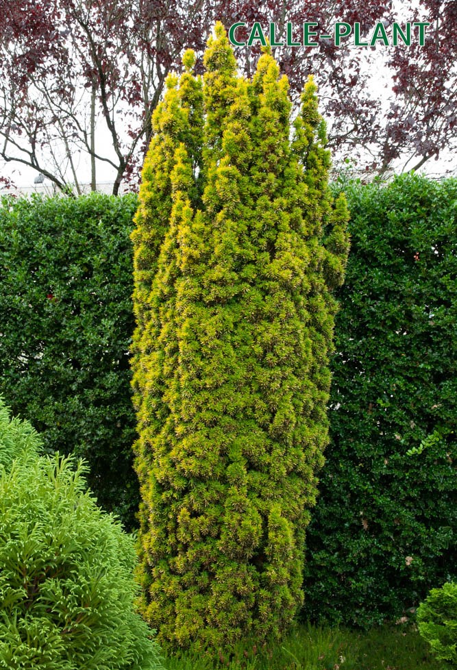 [TBFAU80] TAXUS BACCATA 'FASTIGIATA AUREA' (Pot, 80-100 cm)