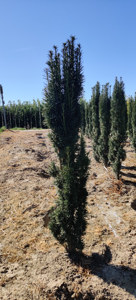 [xx] TAXUS BACCATA 'FASTIGIATA ROBUSTA' (Pot 2 liter, 25-30 cm)