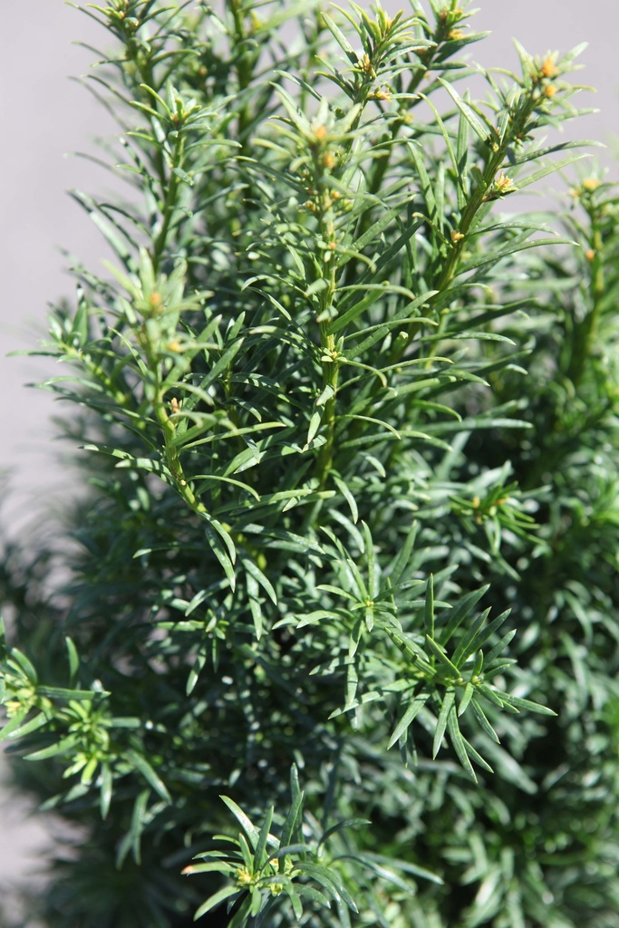 [xx] TAXUS BACCATA 'FUNNY JEWEL®' (Pot 2 litres, 25-30 cm)