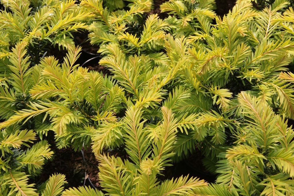 [xx] TAXUS BACCATA 'KUPFERGOLD' (Pot 2 liter, 20-25 cm)