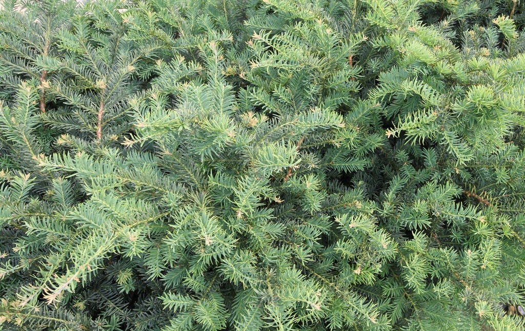 [TBRE30] TAXUS BACCATA 'REPANDENS' (Pot 3 litres, 30-40 cm)