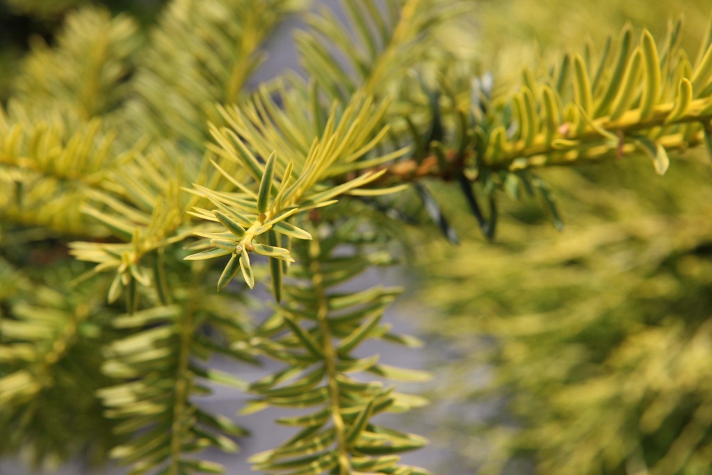 [xx] TAXUS BACCATA 'SUMMERGOLD' (Pot 2 litres, 25-30 cm)