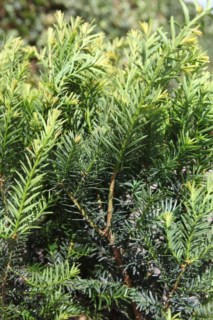 [xx] TAXUS MEDIA 'FARMEN' (Pot 3 liter, 20-25 cm)