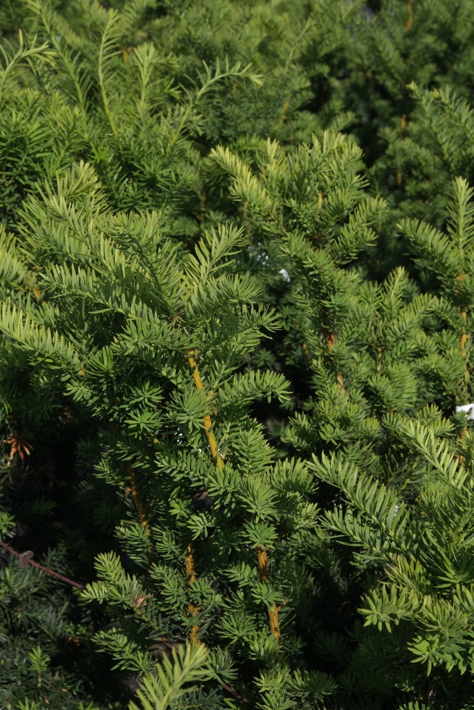 [xx] TAXUS MEDIA 'HICKSII' (Pot 3 liter, 30-40 cm)