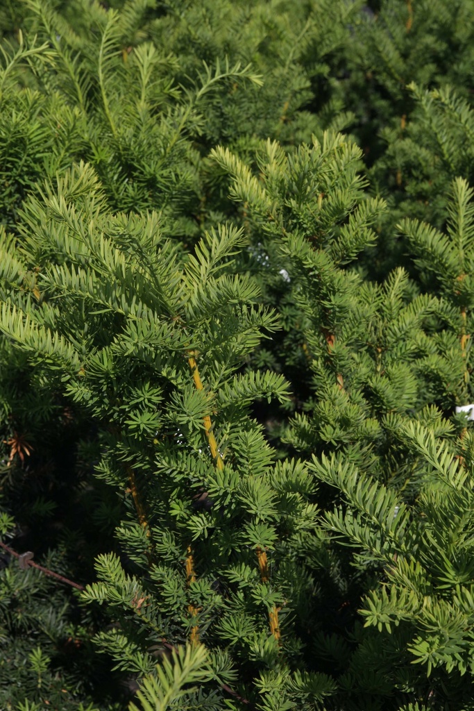 [TMHI60] TAXUS MEDIA 'HICKSII' (Pot 7 litres, 60-80 cm)