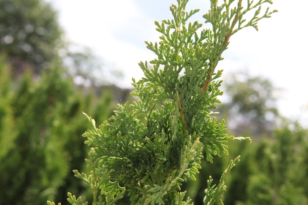 THUJA OCCIDENTALIS 'BROBECKS TOWER'