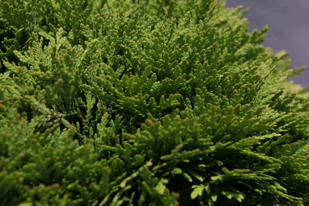 [TODA20] THUJA OCCIDENTALIS 'DANICA' (Pot 3 liter, 20-25 cm)