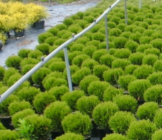 [TODA20] THUJA OCCIDENTALIS 'DANICA' (Pot 3 litres, 20-25 cm)