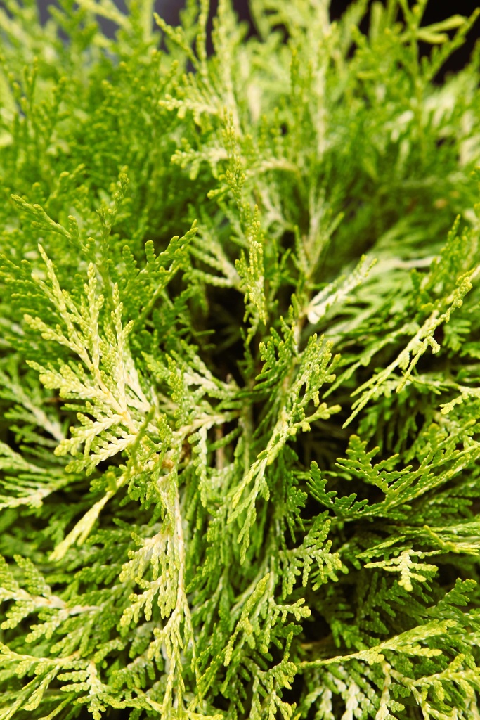 THUJA OCCIDENTALIS 'DANICA AUREA'