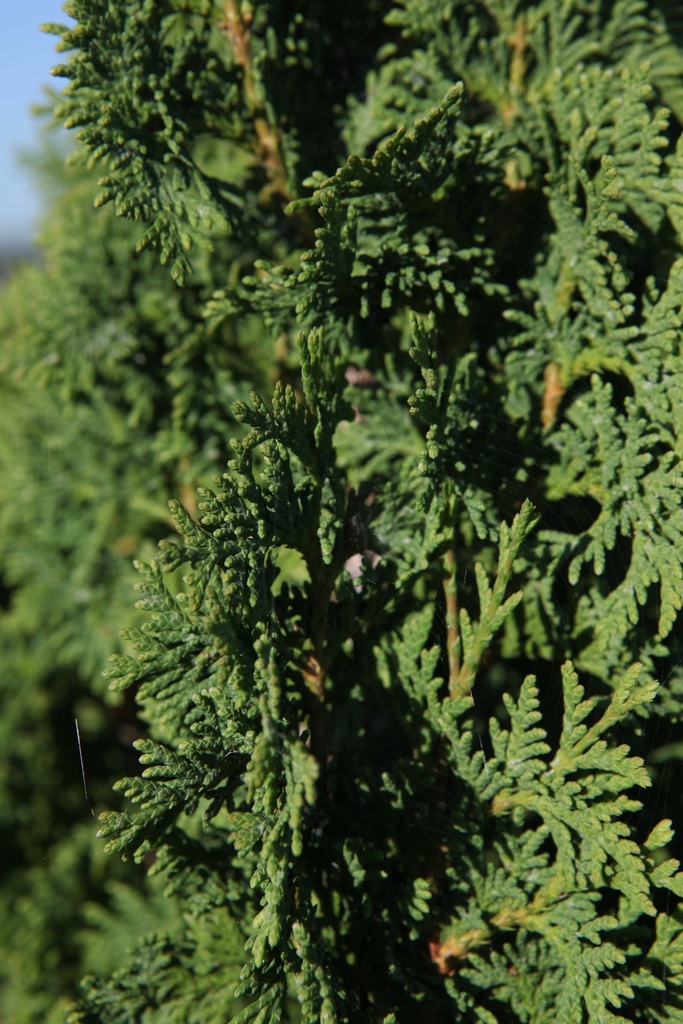 THUJA OCCIDENTALIS 'DEGROOT'S SPIRE'