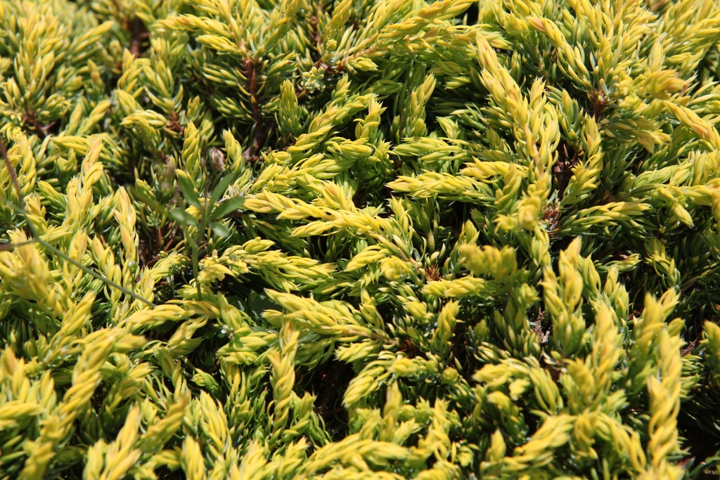 [TOGGL25] THUJA OCCIDENTALIS 'GOLDEN GLOBE' (Pot 3 liter, 25-30 cm)