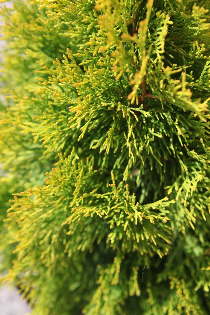 [xx] THUJA OCCIDENTALIS 'GOLDEN SMARAGD' (Pot 3 liter, 30-40 cm)