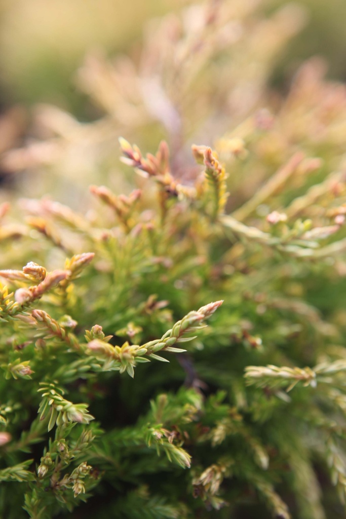 [xx] THUJA OCCIDENTALIS 'GOLDEN TUFFET' (Pot 3 liter, 20-25 cm)