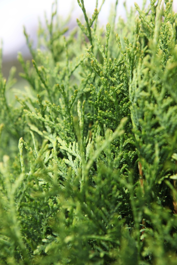 [xx] THUJA OCCIDENTALIS 'GREEN EGG' (Pot 7 liter, 40-50 cm)