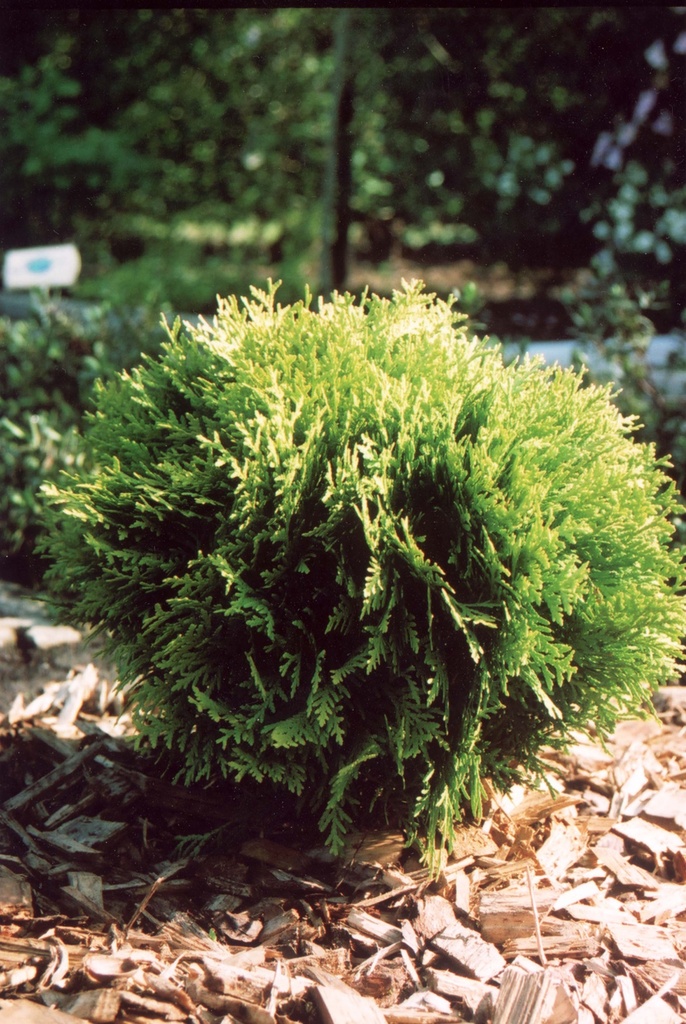 [TOMI203] THUJA OCCIDENTALIS 'MIRJAM' (Pot 3 liter, 20-25 cm)