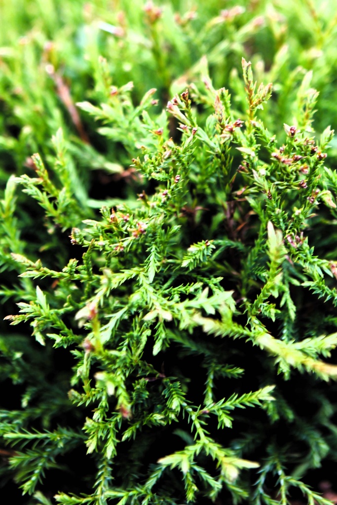 [xx] THUJA OCCIDENTALIS 'MR BOWLING BALL' (Pot 3 liter, 25-30 cm)